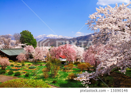Spring upper mountain castle (Tsukioka park) Spring upper mountain castle (Tsukioka park) 13890146