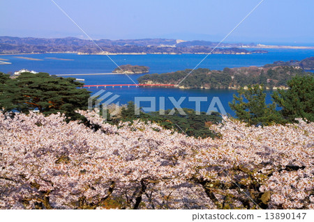 Saigyo Modoshi no Matsu Park 13890147