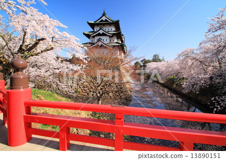 Hirosaki park and sakura in fine weather 13890151