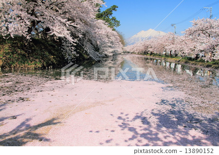 Hori和Iwakiyama在弘前公園 13890152