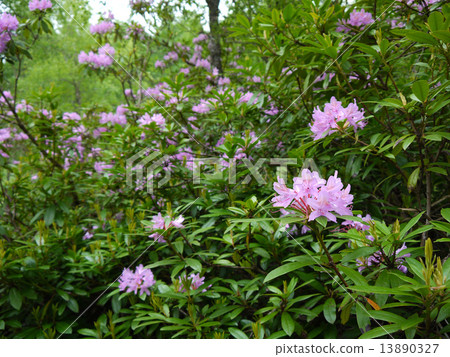 Green forest. Tree with green Leaves Green forest. Tree with green Leaves 13890327