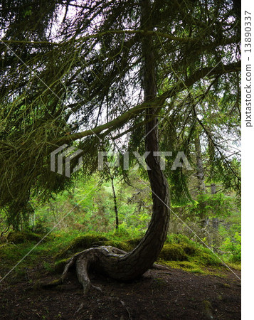 Green forest. Tree with green Leaves Green forest. Tree with green Leaves 13890337