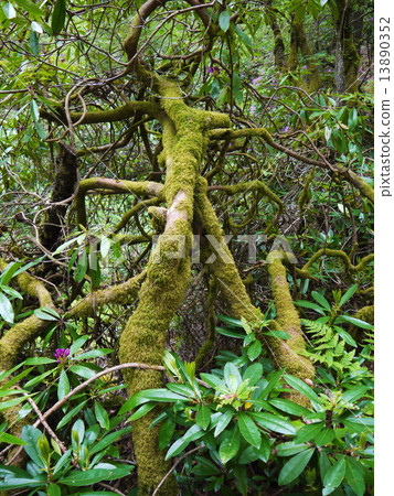 Green forest. Tree with green Leaves 13890352