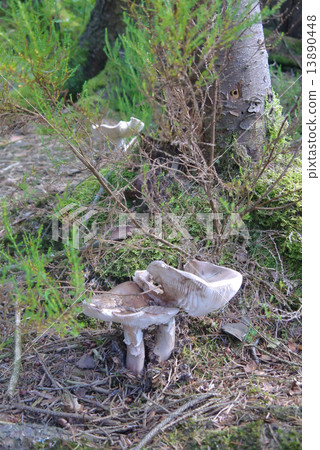 mushrooms in forest 13890448