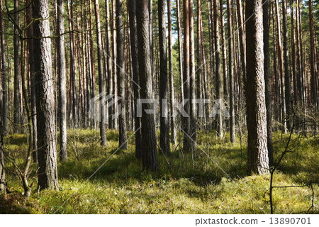 pine tree forest 13890701