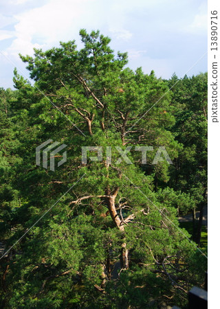 fir tree forest in morning time fir tree forest in morning time 13890716