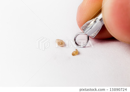 Closed up of pimple popping tool and the extracted blackheads 13890724