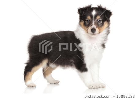 Sheltie puppy on white background Sheltie puppy on white background 13892158
