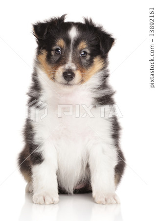 Sheltie puppy on white background 13892161