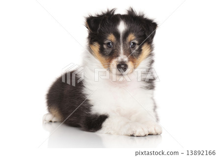 Sheltie puppy on white background 13892166