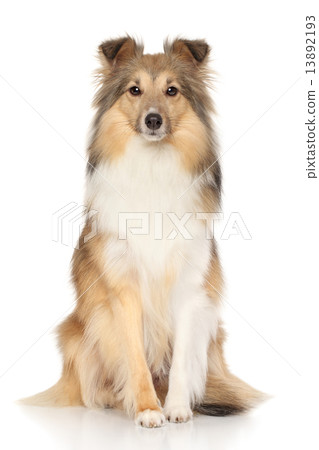 Shetland Sheepdog on white background Shetland Sheepdog on white background 13892193