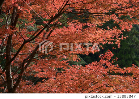 Seasonal landscape (autumn leaves) 13895847