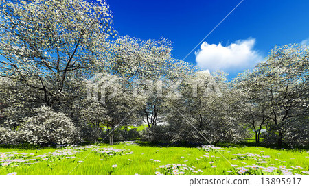 Apple trees blossom in spring 13895917