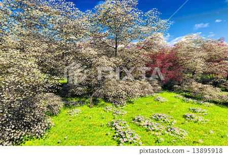 Apple trees blossom in spring 13895918