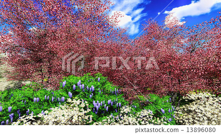 Apple trees blossom in spring Apple trees blossom in spring 13896080