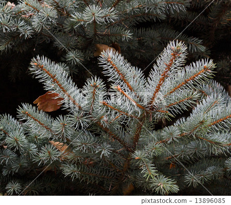 Branch of blue spruce 13896085