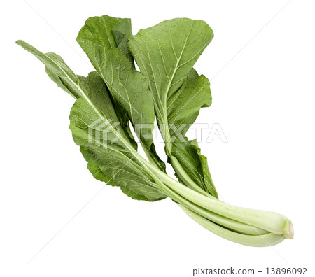 Chinese cabbage 13896092