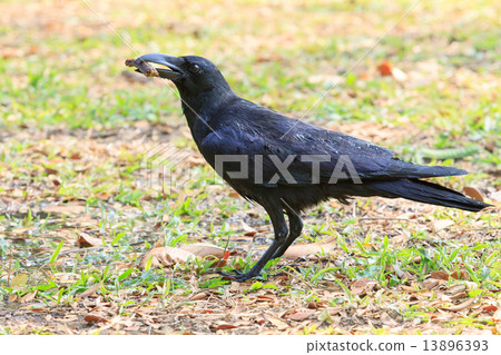 wilderness black crow bird standing on grass field catching some 13896393