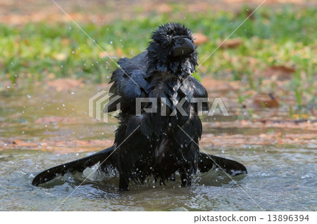 natural scene of crow bathing in feild 13896394