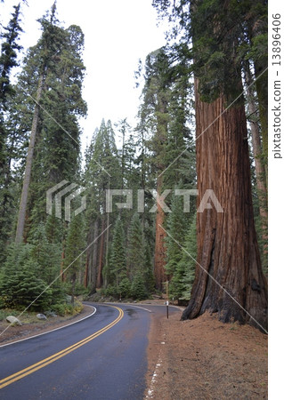 Driving between giants Driving between giants 13896406