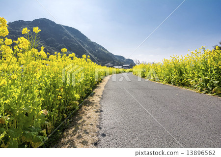 Rape flower bloom 13896562