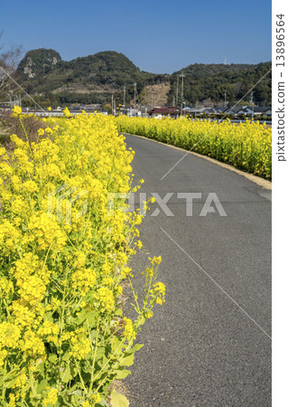 Rape flower bloom 13896564