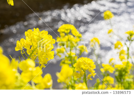 Up of rape blossoms and babbling of Brooks Up of rape blossoms and babbling of Brooks 13896573