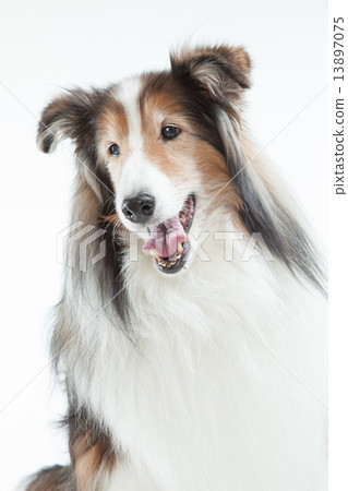 Sheltie • 15 years old • Male Sheltie • 15 years old • Male 13897075