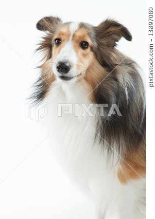 Sheltie • 9 months • Female 13897080