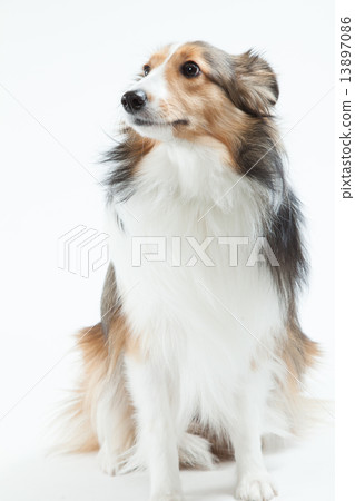 Sheltie • 9 months • Female 13897086