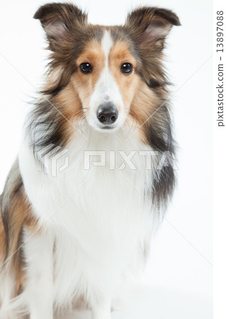 Sheltie • 9 months • Female 13897088