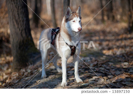 siberian husky in autumn forest siberian husky in autumn forest 13897150