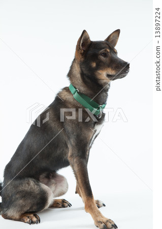 Mixed dog male Mixed dog male 13897224