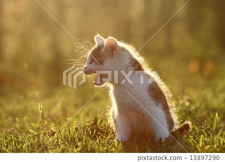 Lost kitten 13897290
