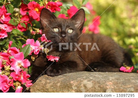 Black kitty Black kitty 13897295