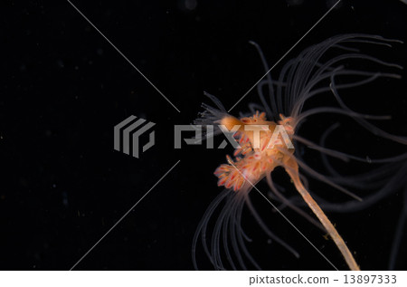 jellyfish jellyfish 13897333