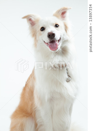 Border Collie • Female • 1 year old 13897354