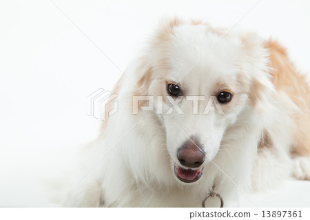 Border Collie • Female • 1 year old Border Collie • Female • 1 year old 13897361