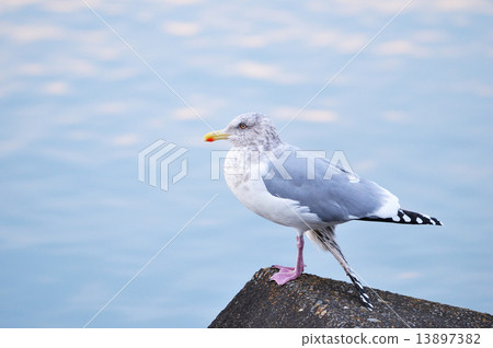 Seguro鷗 Seguro鷗 13897382