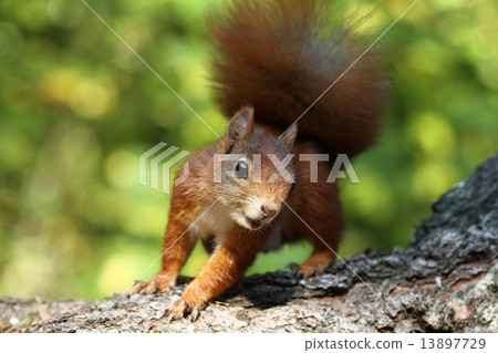 Squirrel in curve Squirrel in curve 13897729