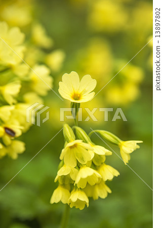 Oxlip, Primual elatior 13897802