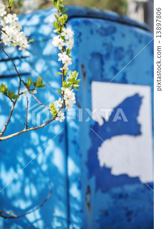 old gas pump with blackthorn blossom old gas pump with blackthorn blossom 13897806