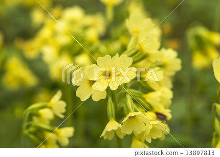 Oxlip, Primual elatior 13897813