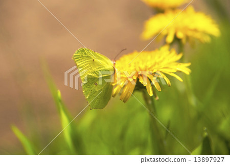 brimstone butterfly, Gonepteryx rhamni 13897927