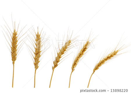 麥穗 13898220