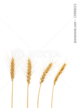 麥穗 麥穗 13898221