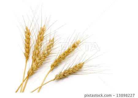 麥穗 13898227