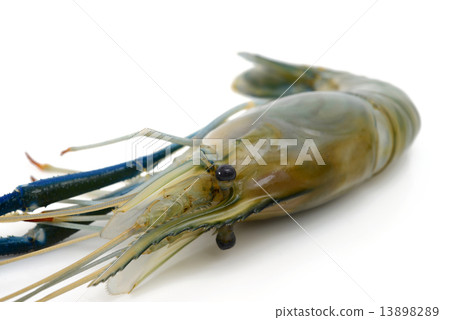 Shrimp 13898289