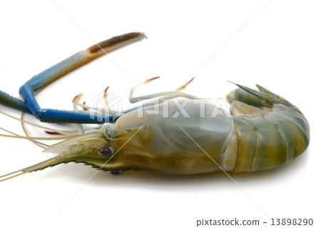 Shrimp Shrimp 13898290