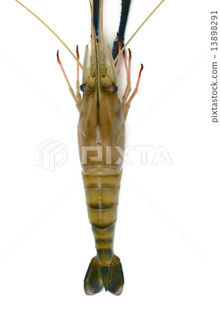 Shrimp Shrimp 13898291